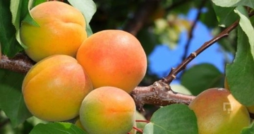 Kayısının Cilde Faydaları ve Kullanımı Kayısının Cilde Faydaları ve Kullanımı